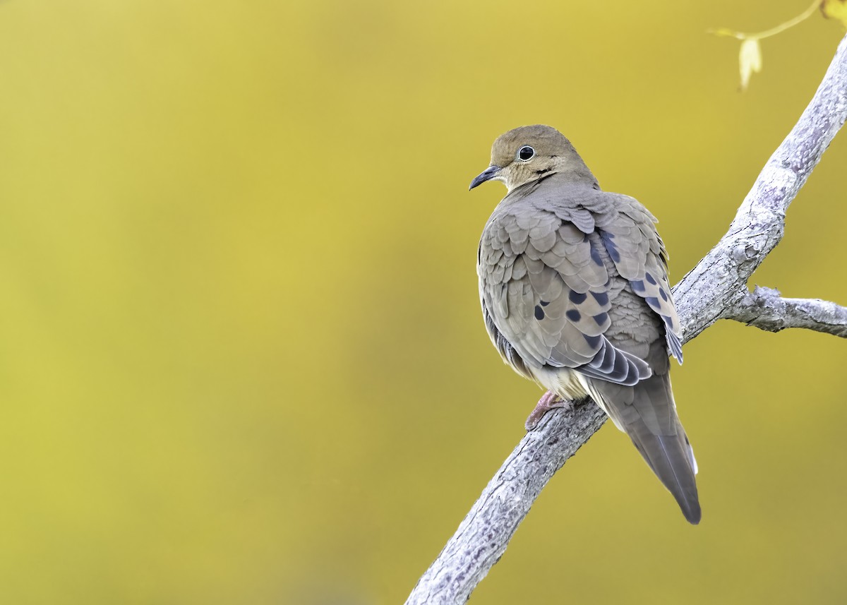 Mourning Dove - ML493523051