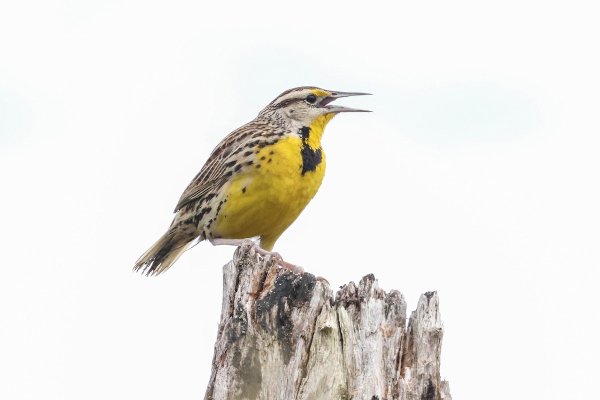 Eastern Meadowlark - ML493523901