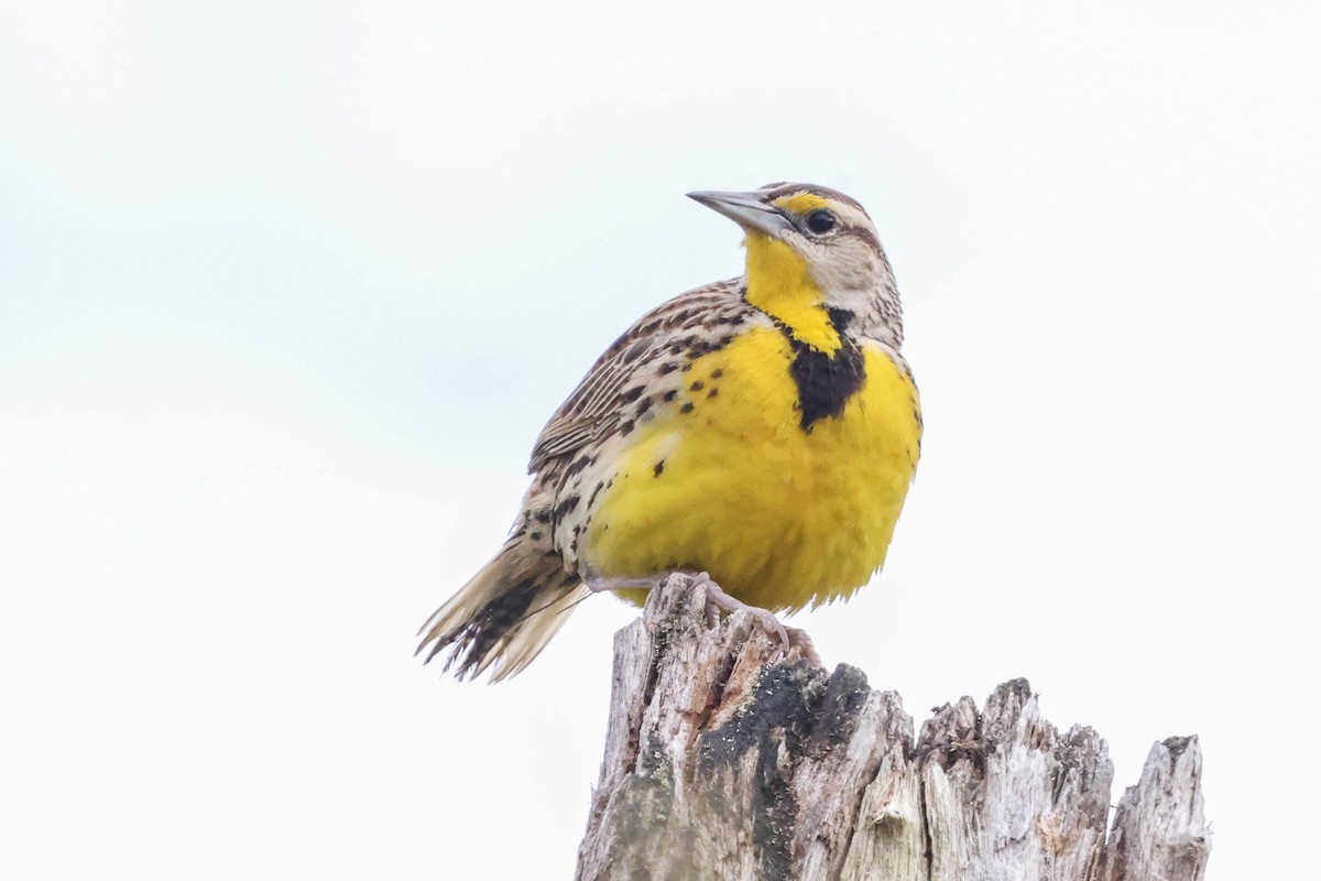 Eastern Meadowlark - ML493523911