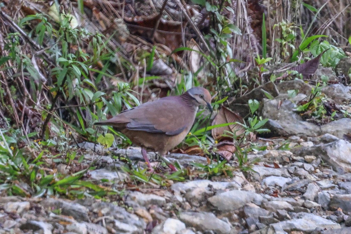 Lined Quail-Dove - ML493523971