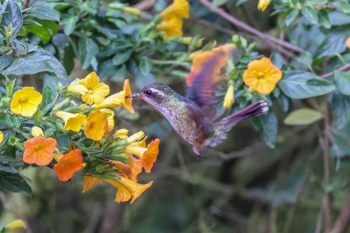 Speckled Hummingbird - Allison Miller
