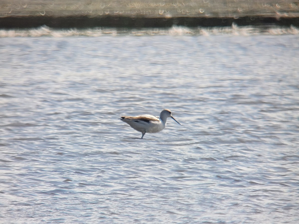 American Avocet - ML493524281