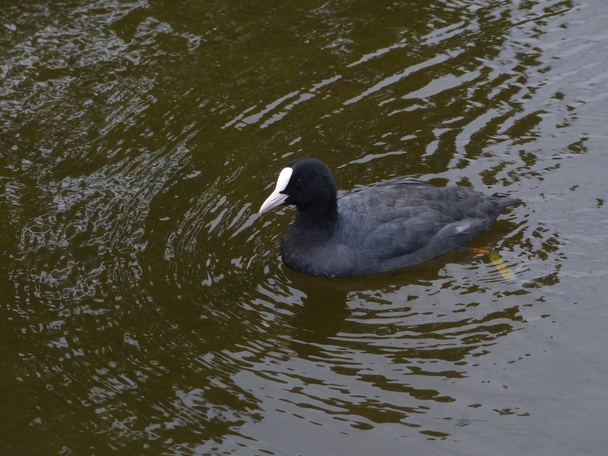 Eurasian Coot - ML493524771