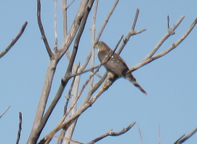 Cooper's Hawk - ML493524881