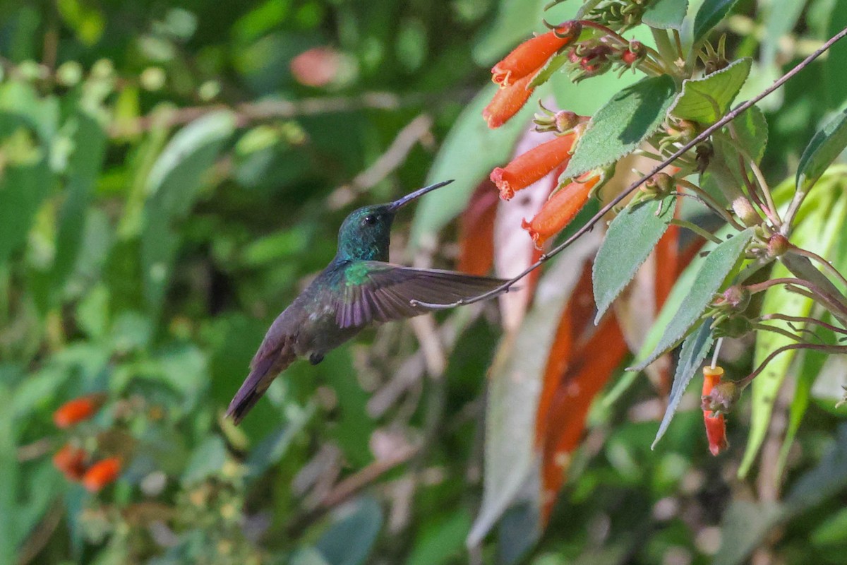 Green-bellied Hummingbird - Allison Miller