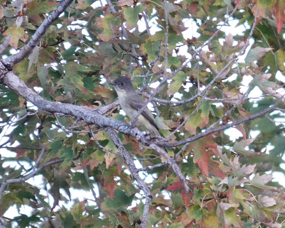 Eastern Phoebe - John C Breitsch