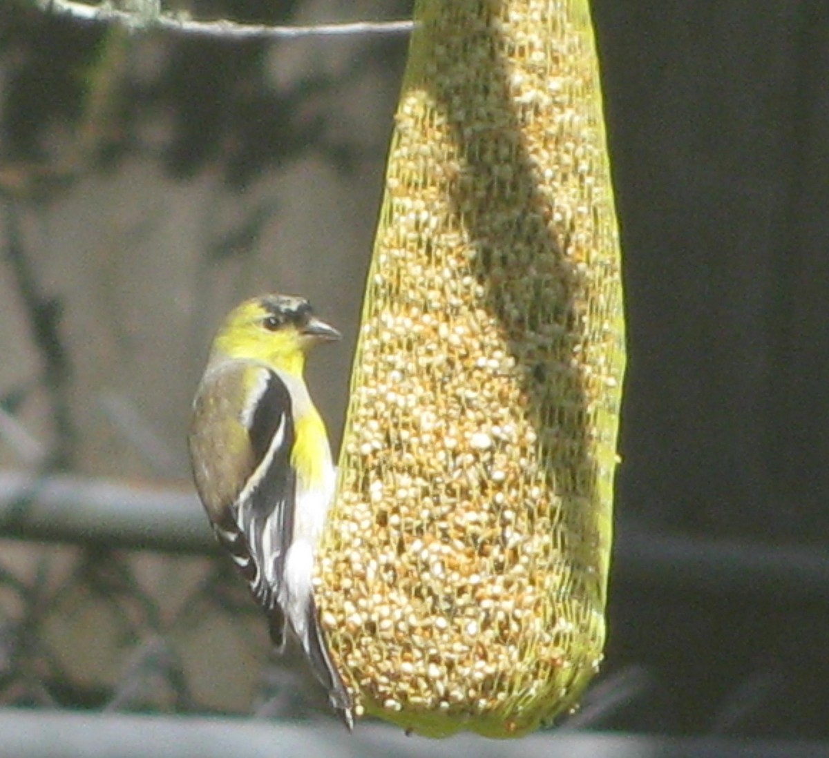 čížek žlutý - ML49352691