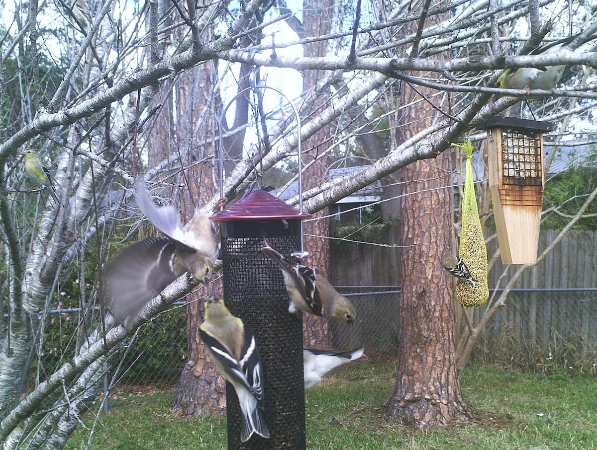 čížek žlutý - ML49352741