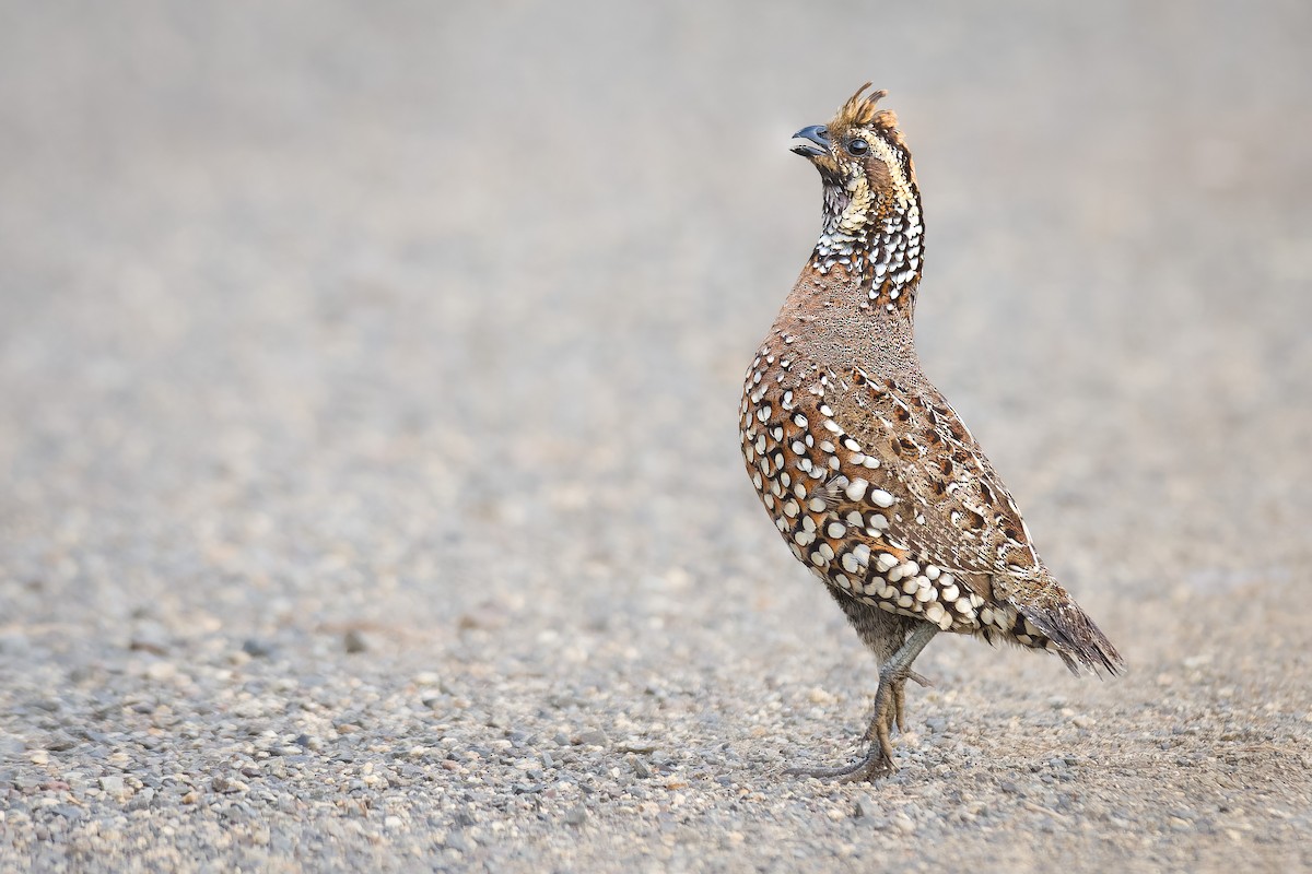 Crested Bobwhite - ML493529721