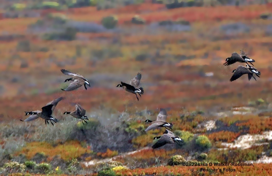 Cackling Goose (Aleutian) - ML493530091