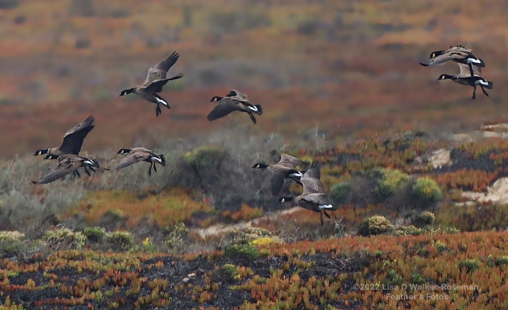Cackling Goose (Aleutian) - ML493530101