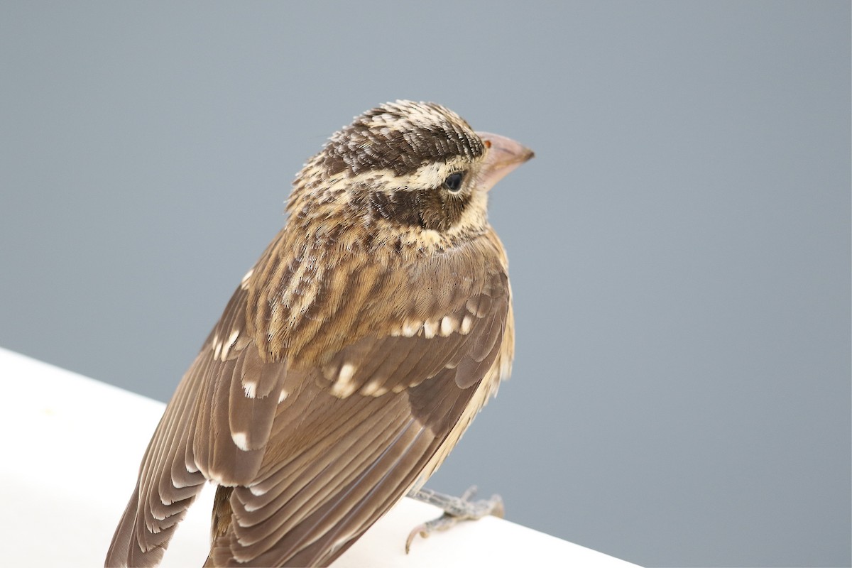 Rose-breasted Grosbeak - Victor Stoll