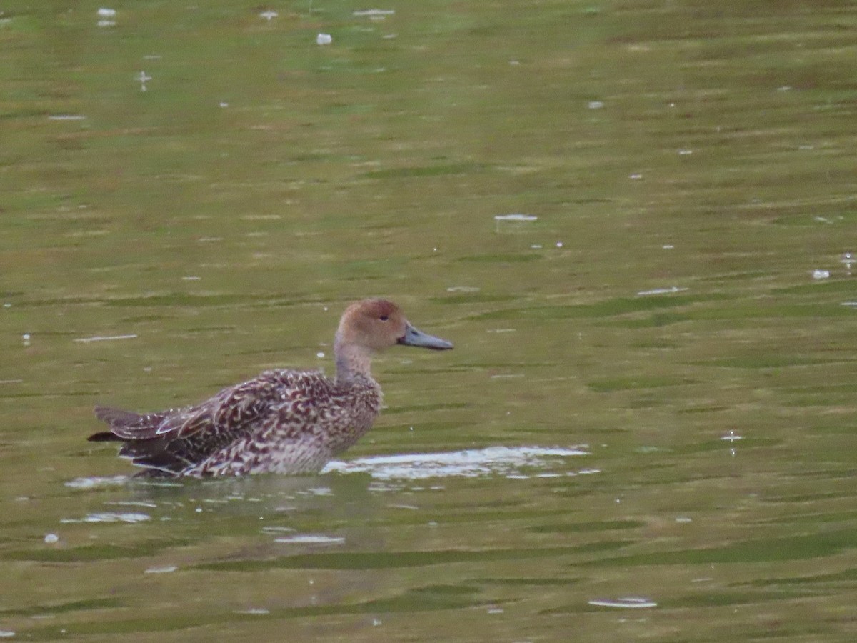 Northern Pintail - ML493531621