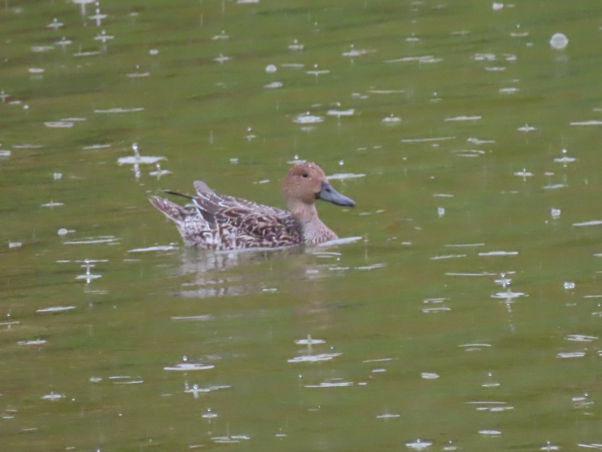 Northern Pintail - ML493531631