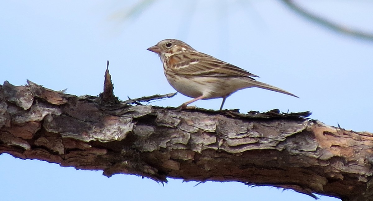 Vesper Sparrow - ML49353191