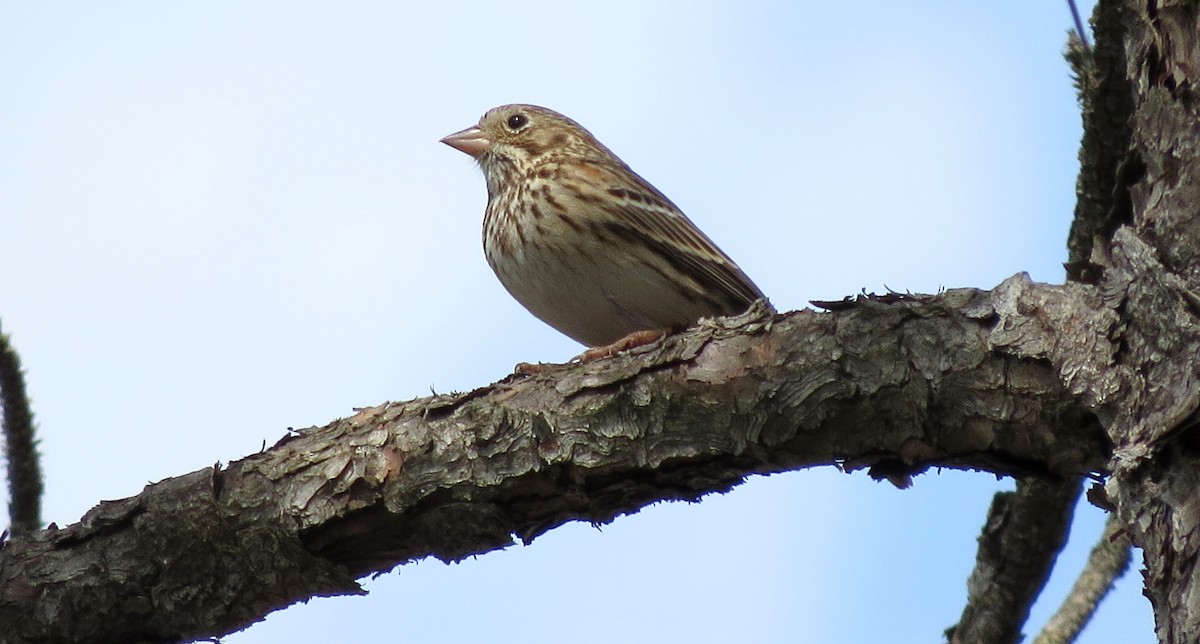 Vesper Sparrow - ML49353201