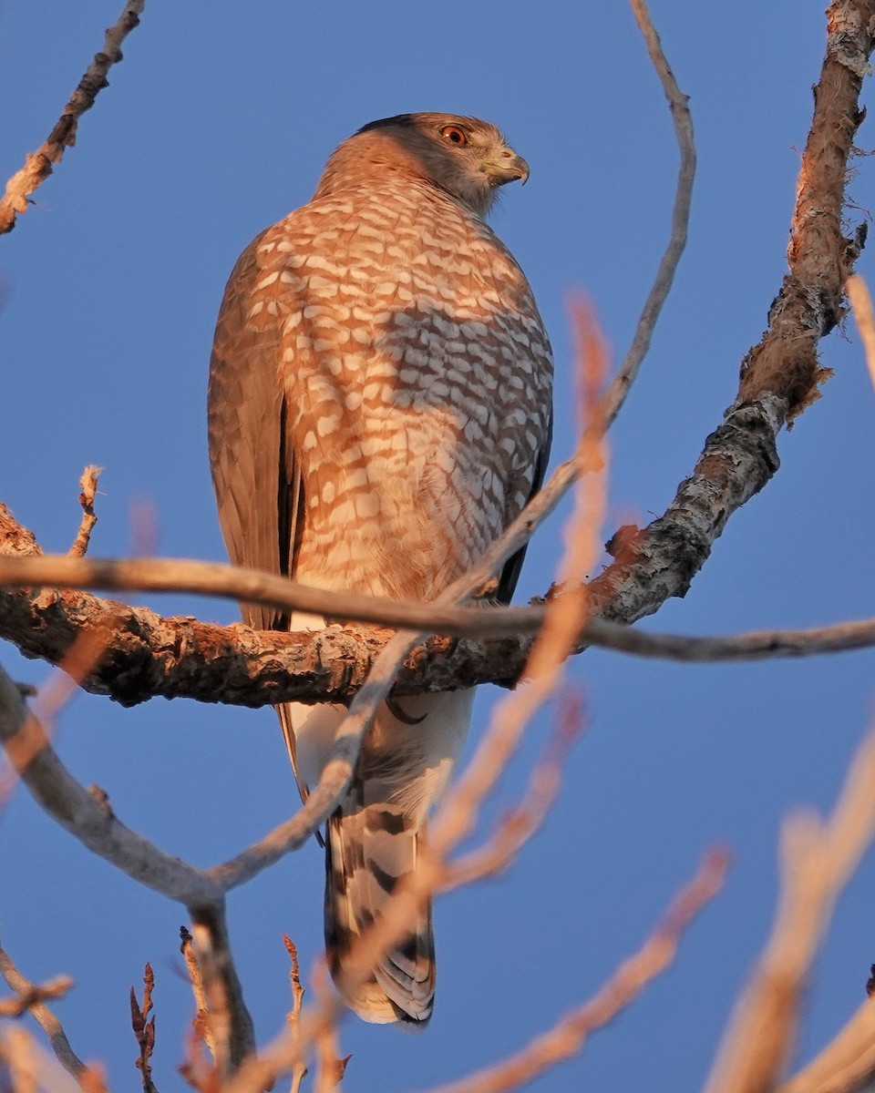 Cooper's Hawk - ML493532161