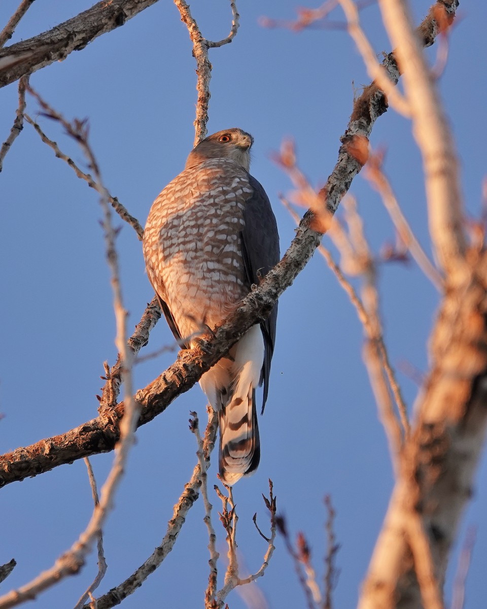Cooper's Hawk - ML493532171