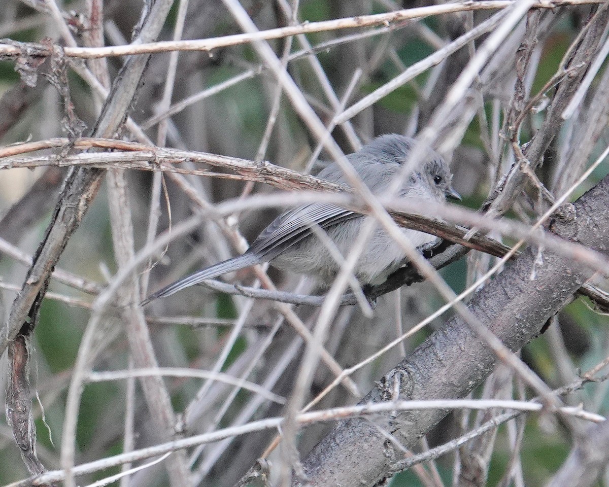 Bushtit - ML493532241