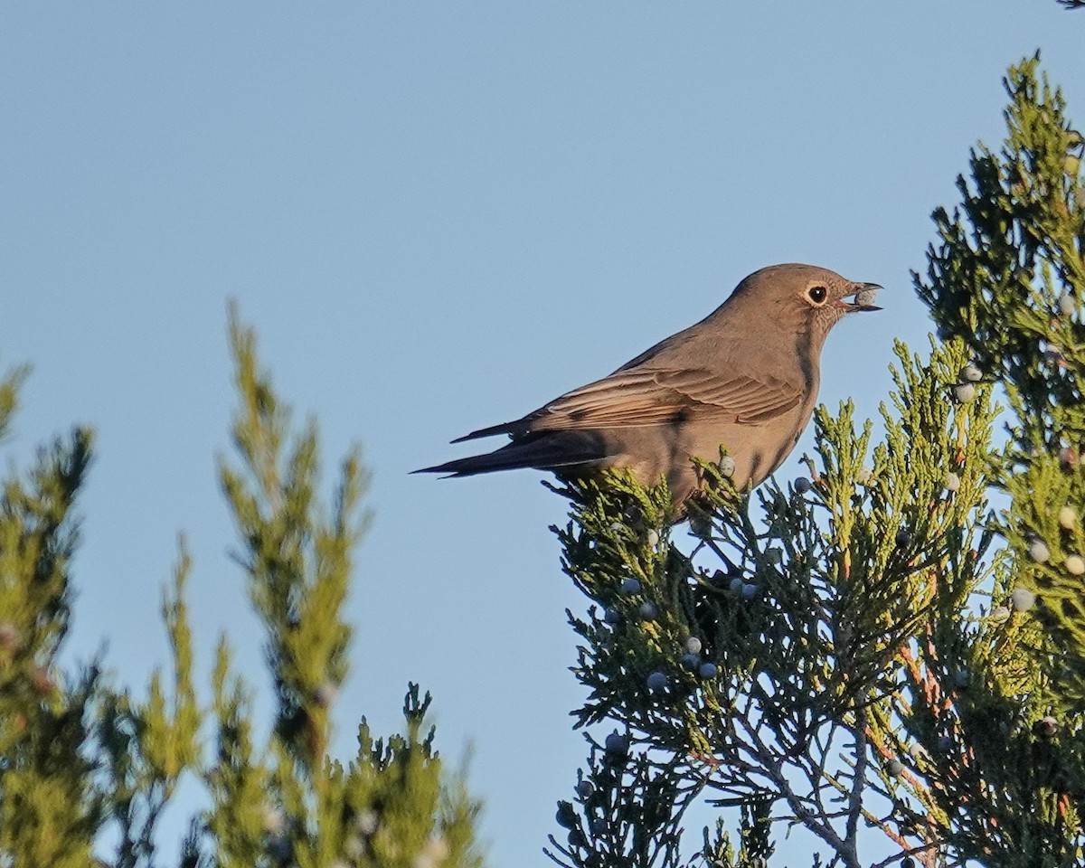 Townsend's Solitaire - ML493532261