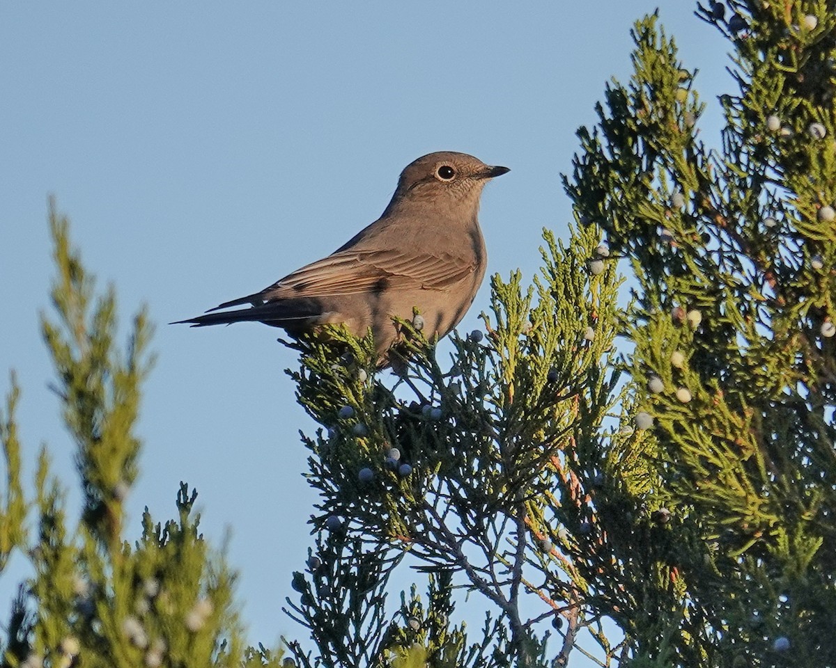 Townsend's Solitaire - ML493532271