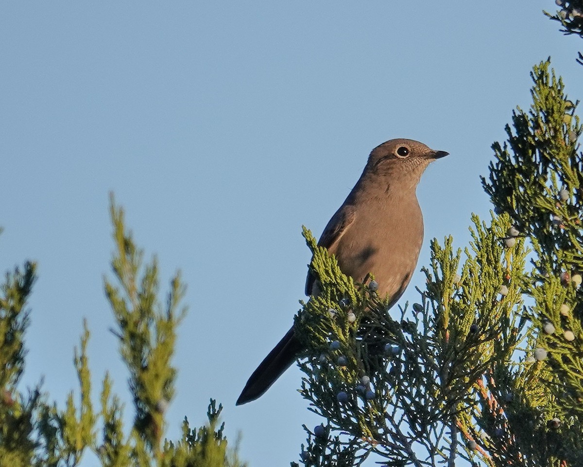 Townsend's Solitaire - ML493532281