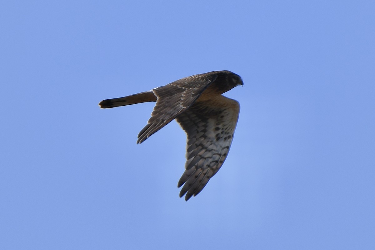 Northern Harrier - ML493532381