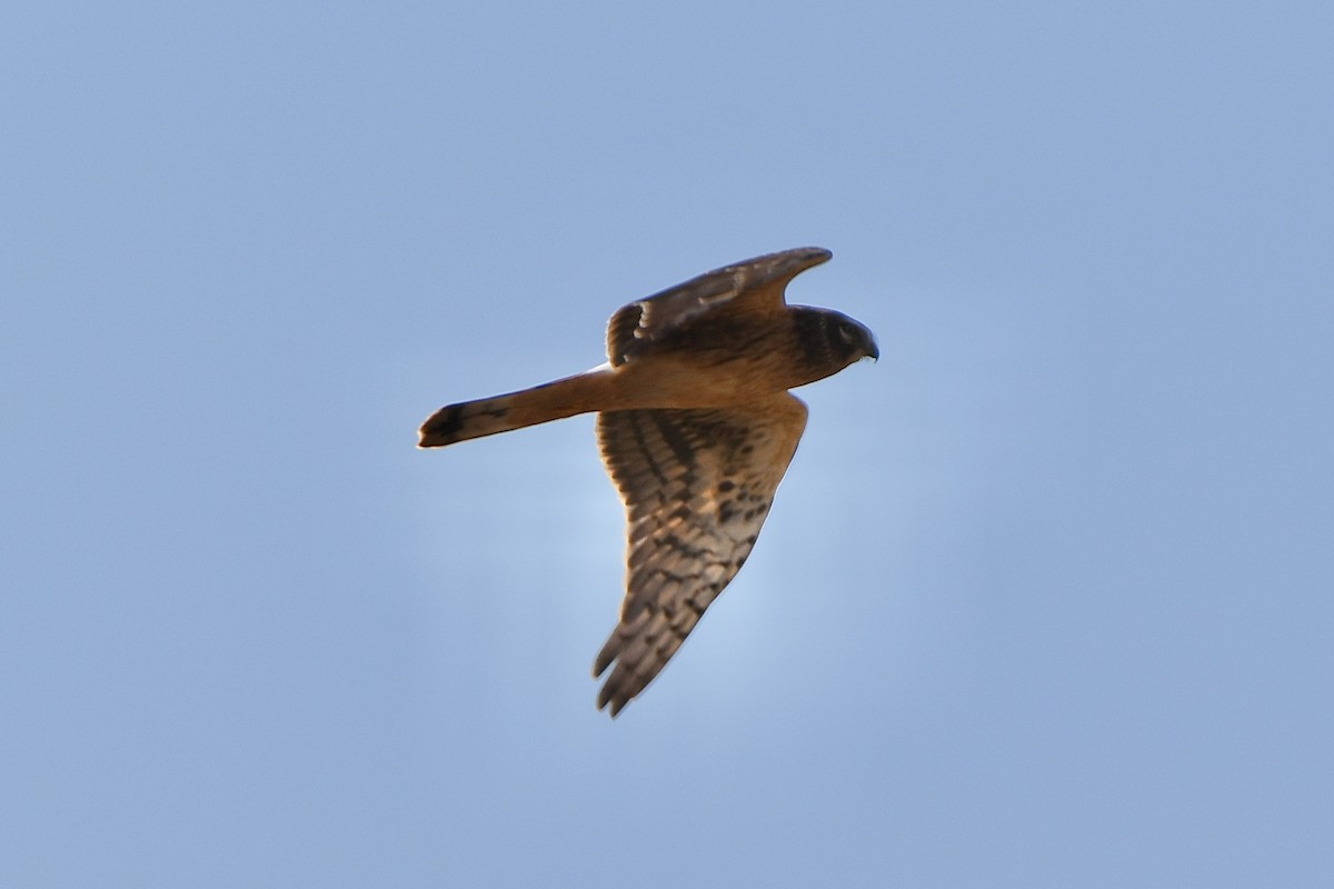 mørkmyrhauk - ML493532391