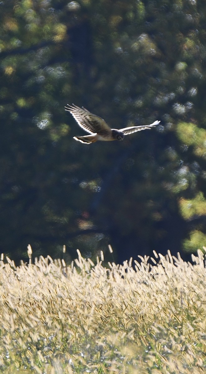 mørkmyrhauk - ML493532401