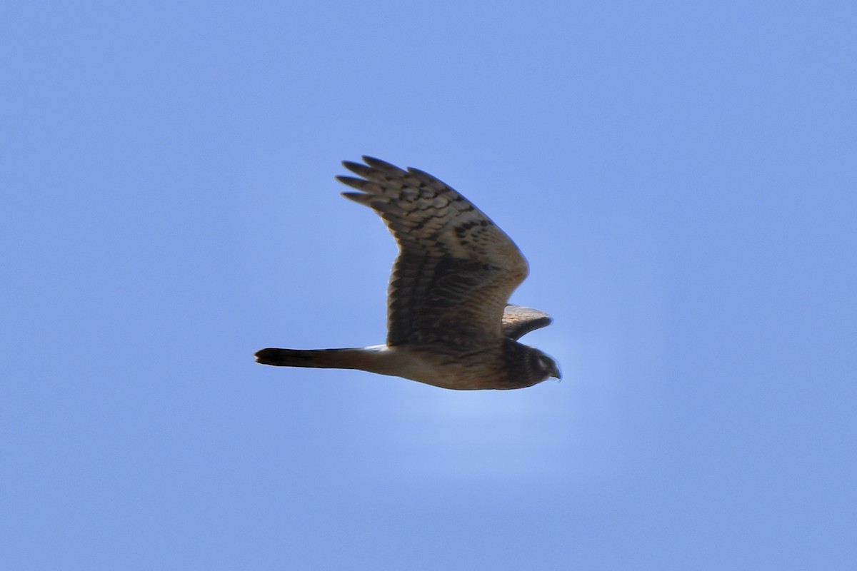 Northern Harrier - ML493532411