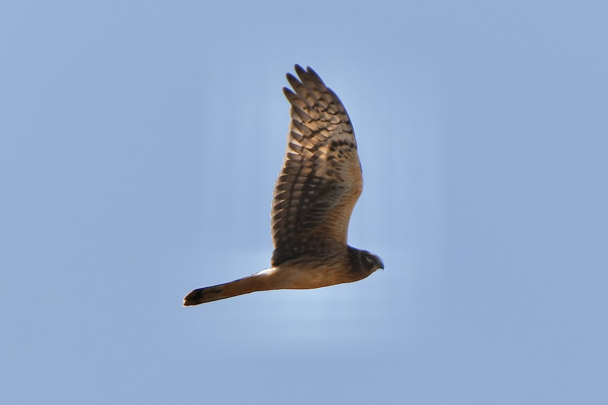 mørkmyrhauk - ML493532421