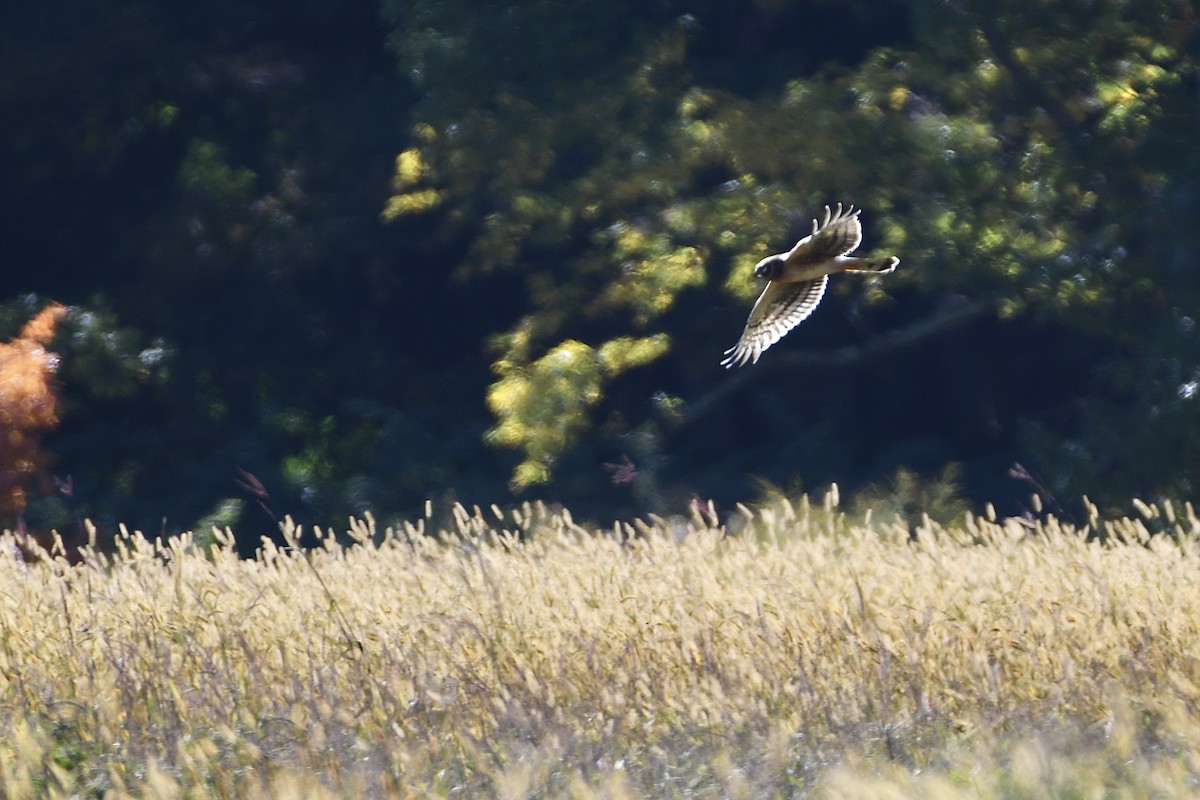 Northern Harrier - ML493532431