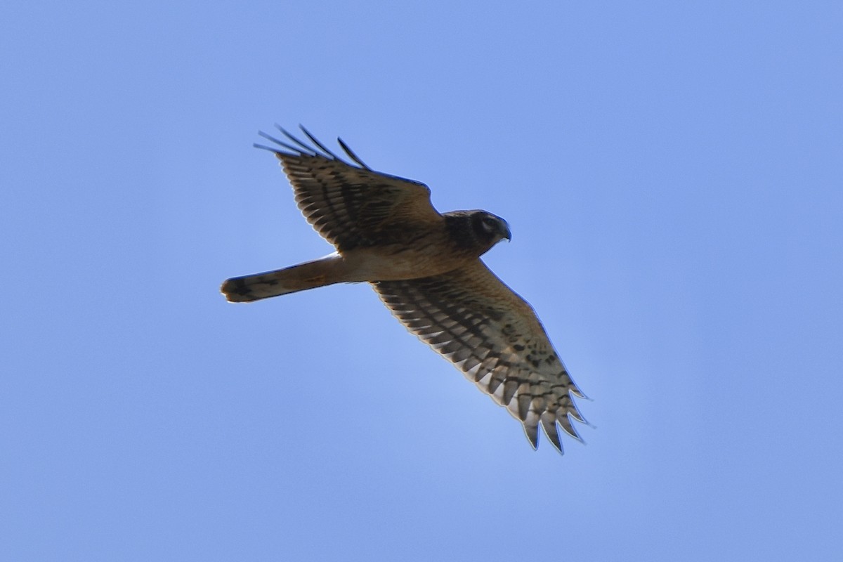 Northern Harrier - ML493532441