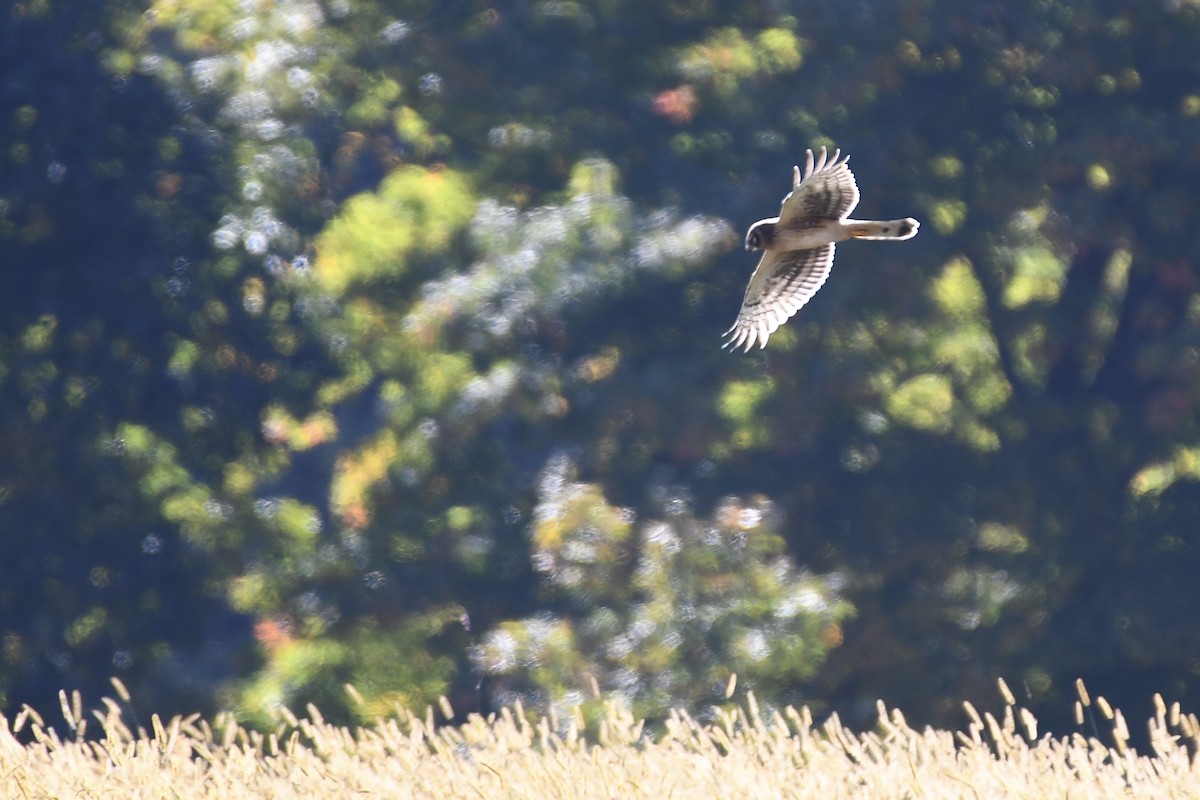 Northern Harrier - ML493532451