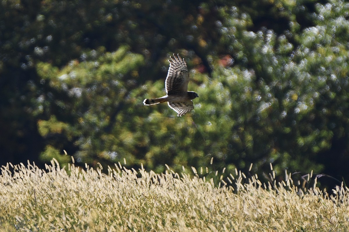Northern Harrier - ML493532461