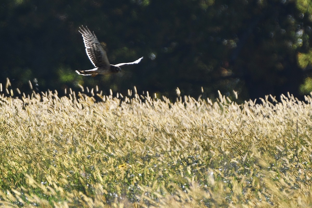 Northern Harrier - ML493532481