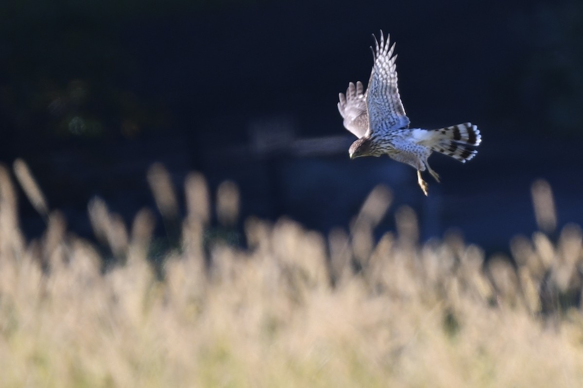 Cooper's Hawk - ML493532591