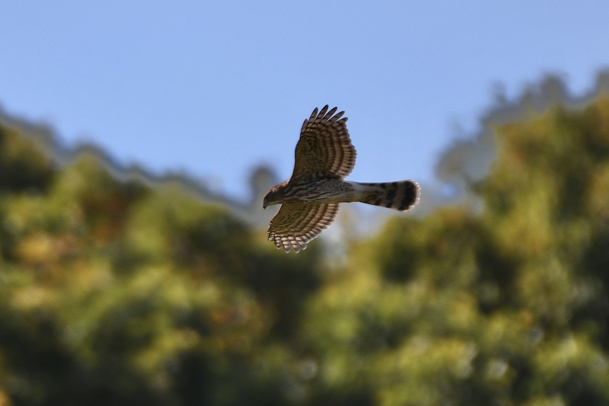 Cooper's Hawk - ML493532621