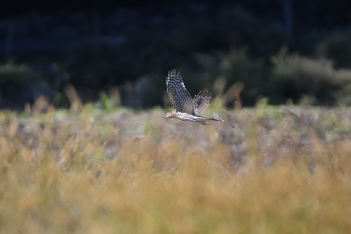 Cooper's Hawk - ML493532651