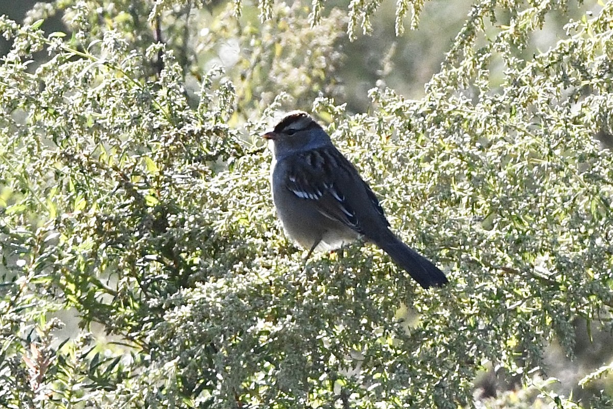 ミヤマシトド（leucophrys） - ML493532751