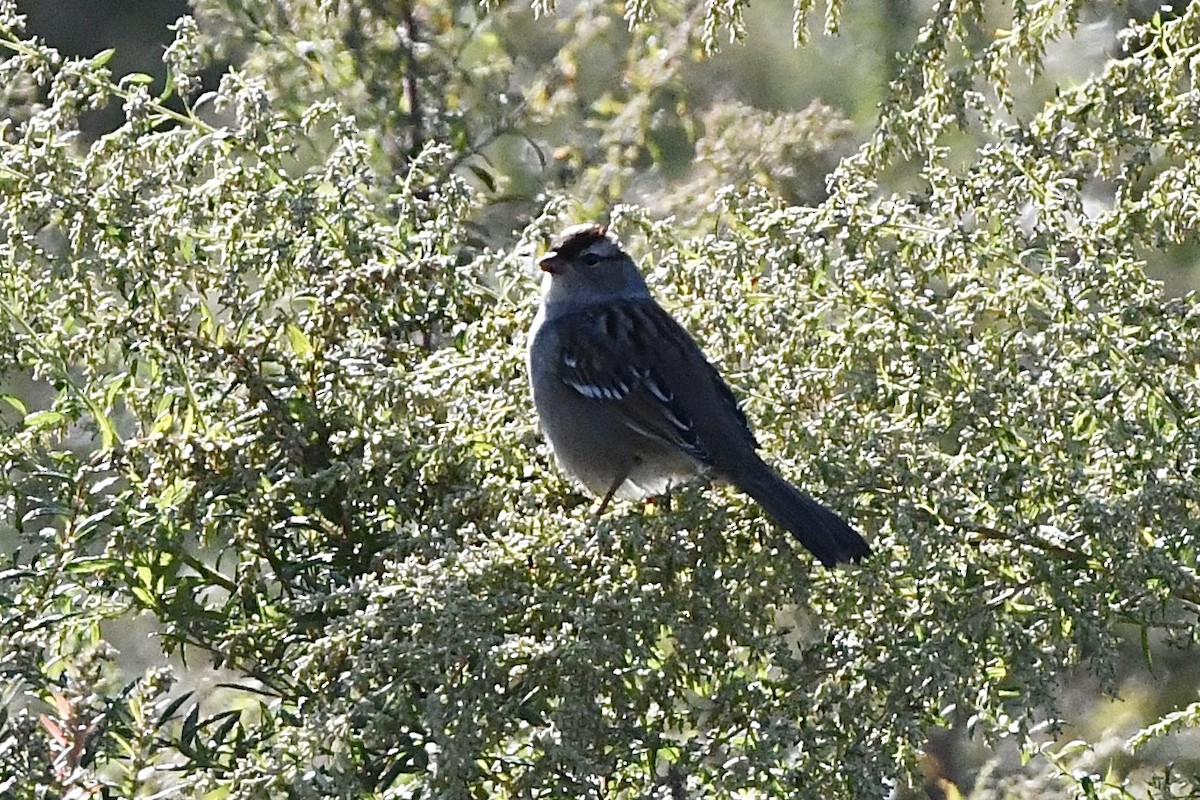 White-crowned Sparrow (leucophrys) - ML493532781