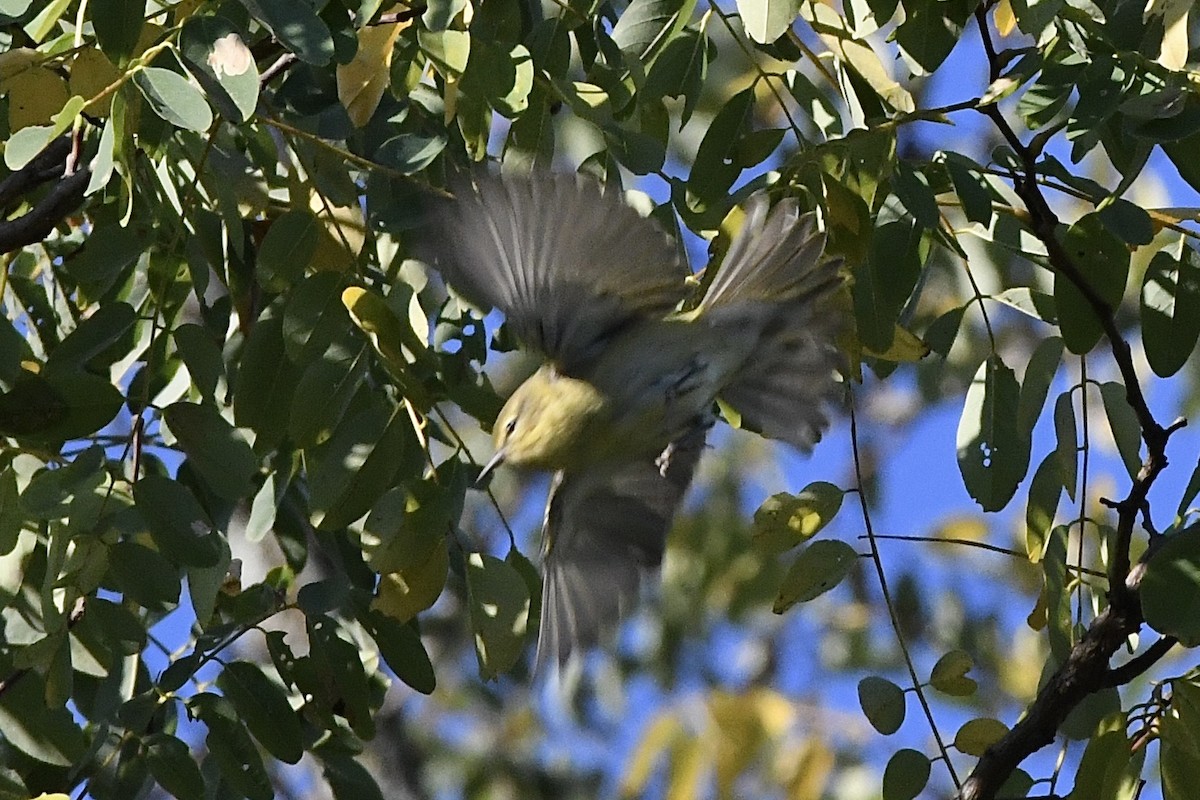 Tennessee Warbler - Julien Amsellem