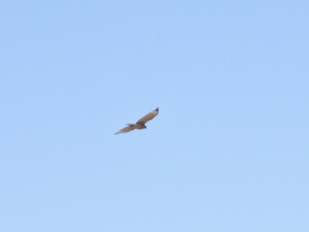 Peregrine Falcon - Nan Perkins