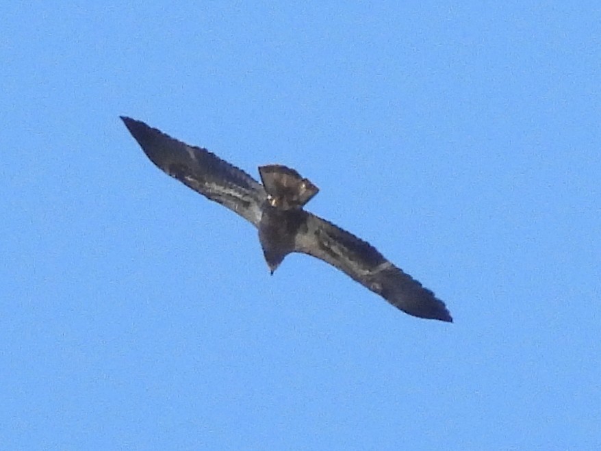 Bald Eagle - ML493533041