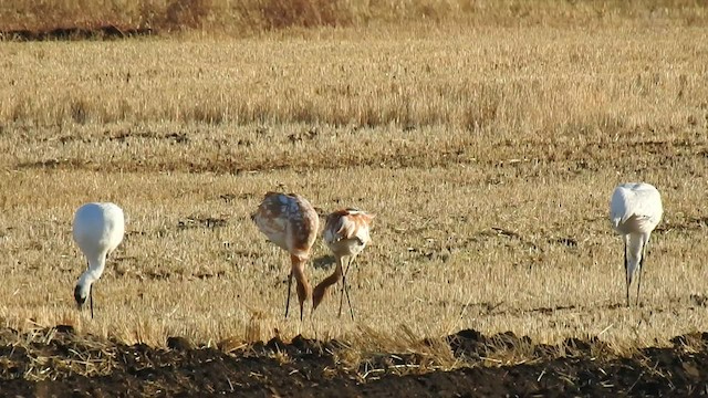 Grulla Trompetera - ML493533301