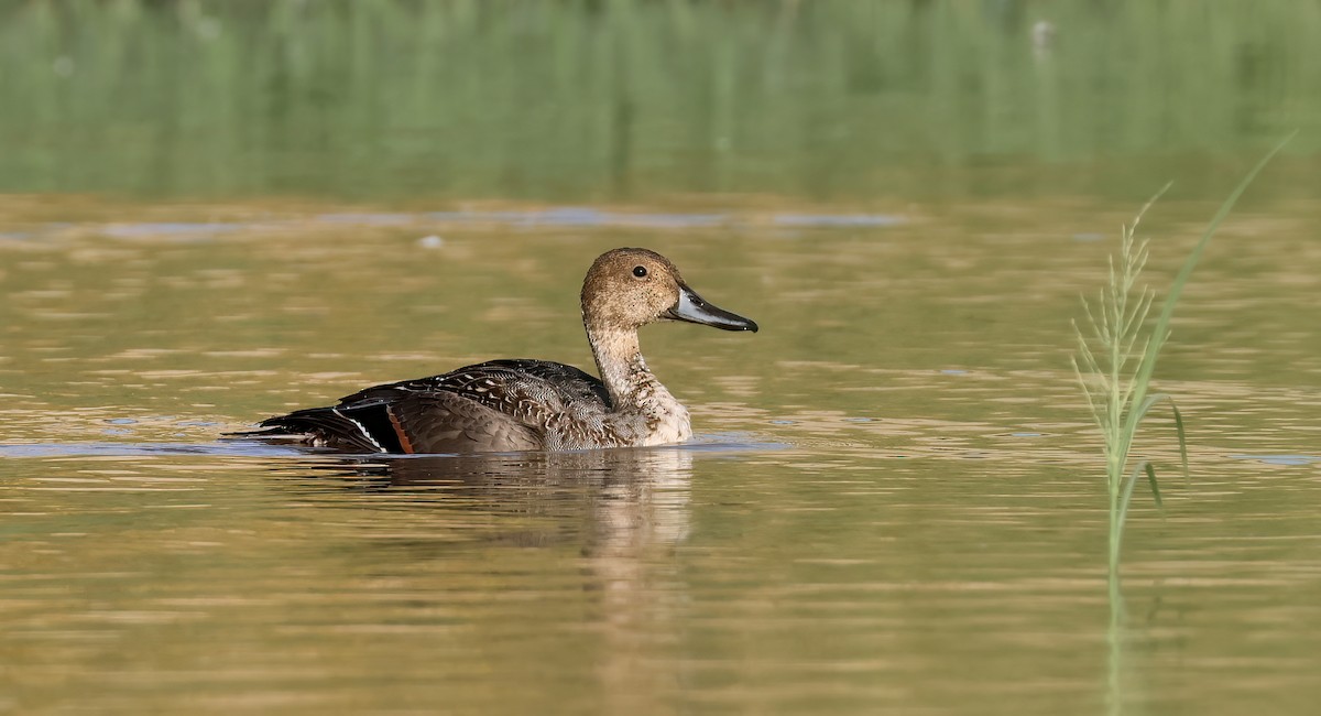 Northern Pintail - Matthew Grube