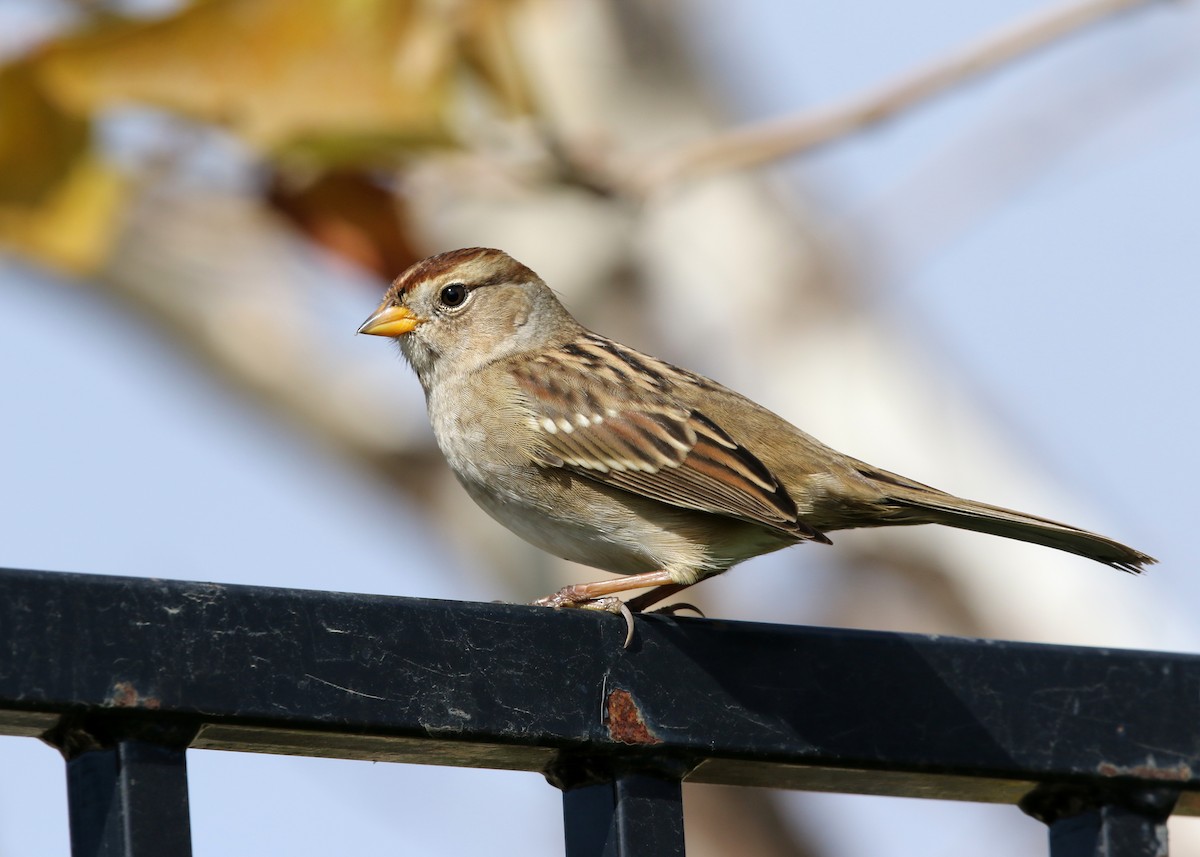 White-crowned Sparrow (pugetensis) - ML493536191