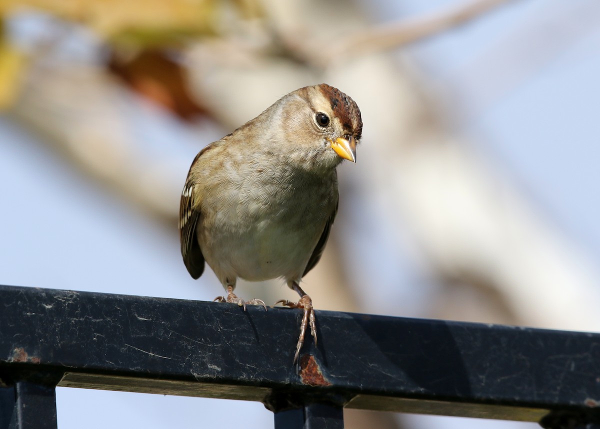 White-crowned Sparrow (pugetensis) - ML493536241