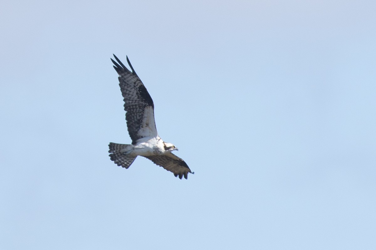 Osprey (carolinensis) - ML49353651