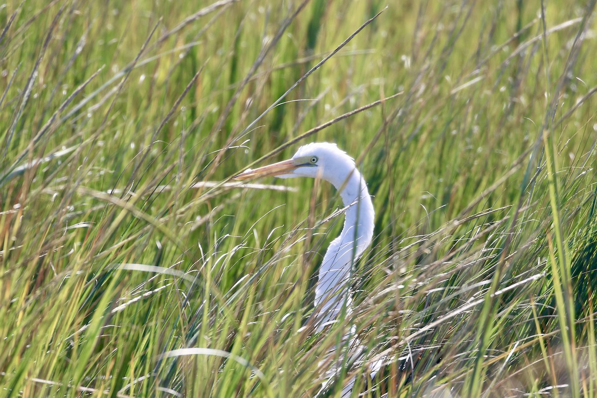 Great Egret - ML493536931